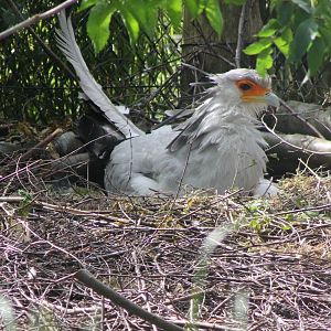 Secretary bird at the nest
