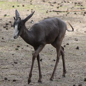 Black Springbok