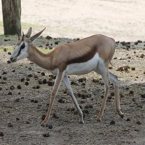 Springbok