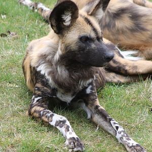 African wild dog