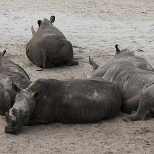 Southern white rhinos