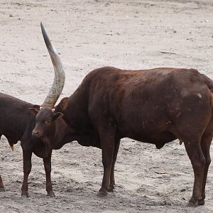 Ankole with calf