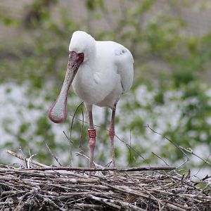 African spoonbill