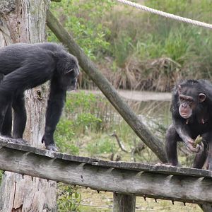 Chimps