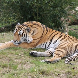 Amur tiger