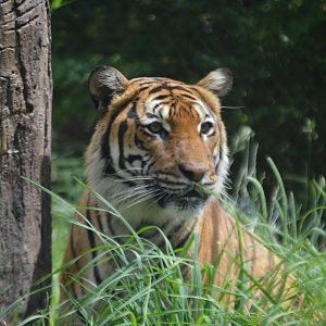 Panthera tigris tigris