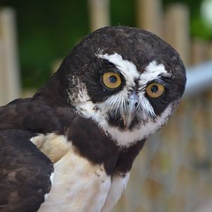 Pulsatrix perspicillata ssp.