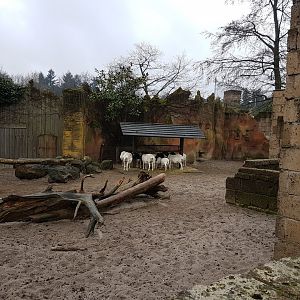 Black-headed sheep-enclosure