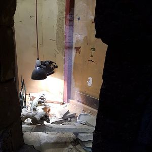 Enclosure Uromastrix