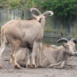 Barbary sheep