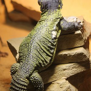 Uromastrix