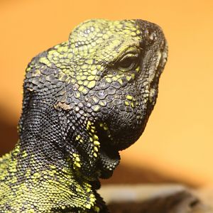 Uromastrix