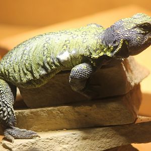 Uromastrix