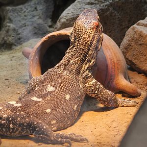 White-throated monitor