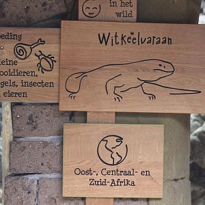 Signs White-throated monitor