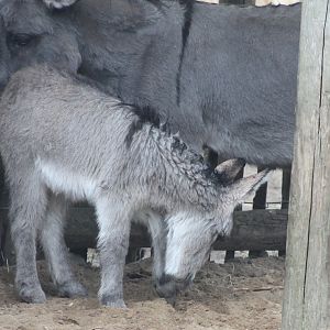 Dwarf donkey anf foal