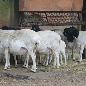 Black-headed sheep