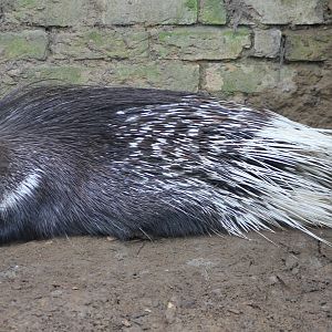 White-tailed porcupine