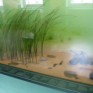 Museum für Natur und Umwelt - Seagrass meadow diorama