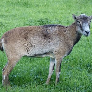 European Mouflon