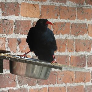 Red-billed Chough