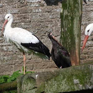 White Stork and Waldrapp