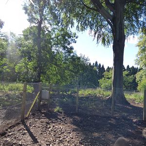 Visayan Warty Pig Enclosure