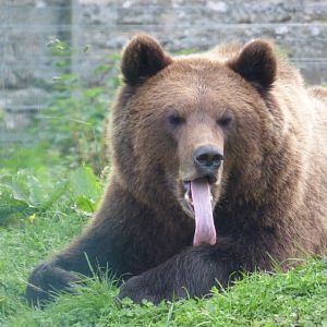 European Brown Bear