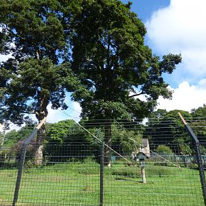 Lemur Enclosure (Now home to Lion-tailed Macaque)