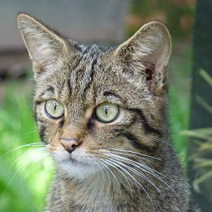 Scottish Wildcat