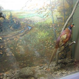 Museum für Natur und Umwelt - Forest diorama