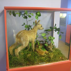 Museum für Natur und Umwelt - Fawn display