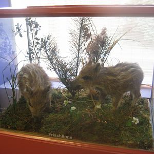 Museum für Natur und Umwelt - Boar piglet display