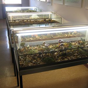 Museum für Natur und Umwelt - Mushroom displays