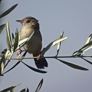Issen - Zitting cisticola