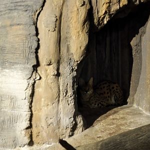 Serval MKE Zoo