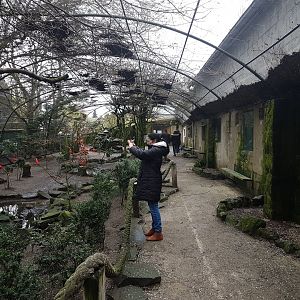 " Australian" Walk-through aviary