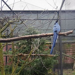 Black-throated magpie-jay