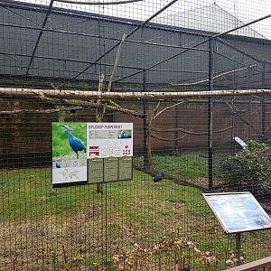 Gallinule - Macaw Aviary