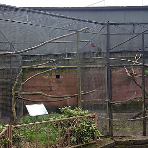 Vasa - Eclectus Aviaries