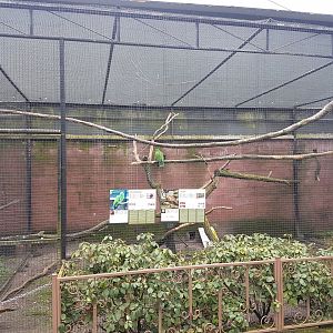 Eclectus - Pheasant aviary