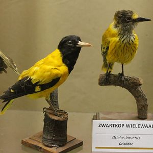 Bird-museum - Black-headed orioles