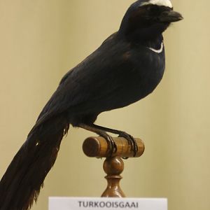Bird-museum - Turquoise jay