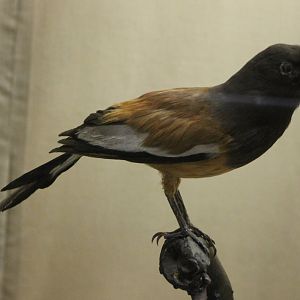 Rufous treepie