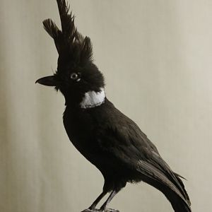 Bird-museum - Crested jay