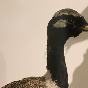 Bird-museum - White-quiled bustard