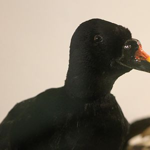 Bird-museum - Common scoter