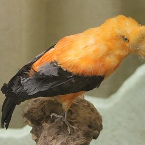 Bird-museum - Andean cock-of-the-rock