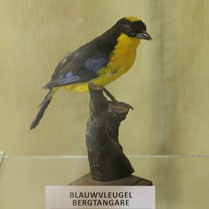 Bird-museum - Blue-winged mountain-tanager