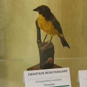 Bird-museum - Black-chinned mountain-tanager